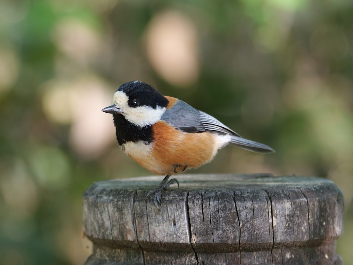 Varied Tit - としふみ しみず