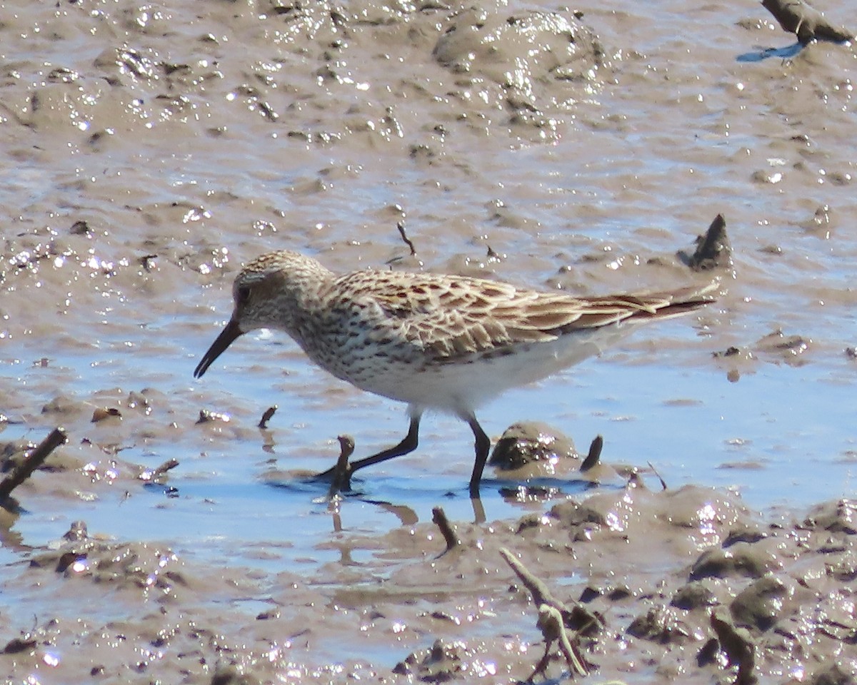 White-rumped Sandpiper - Karen Hogan