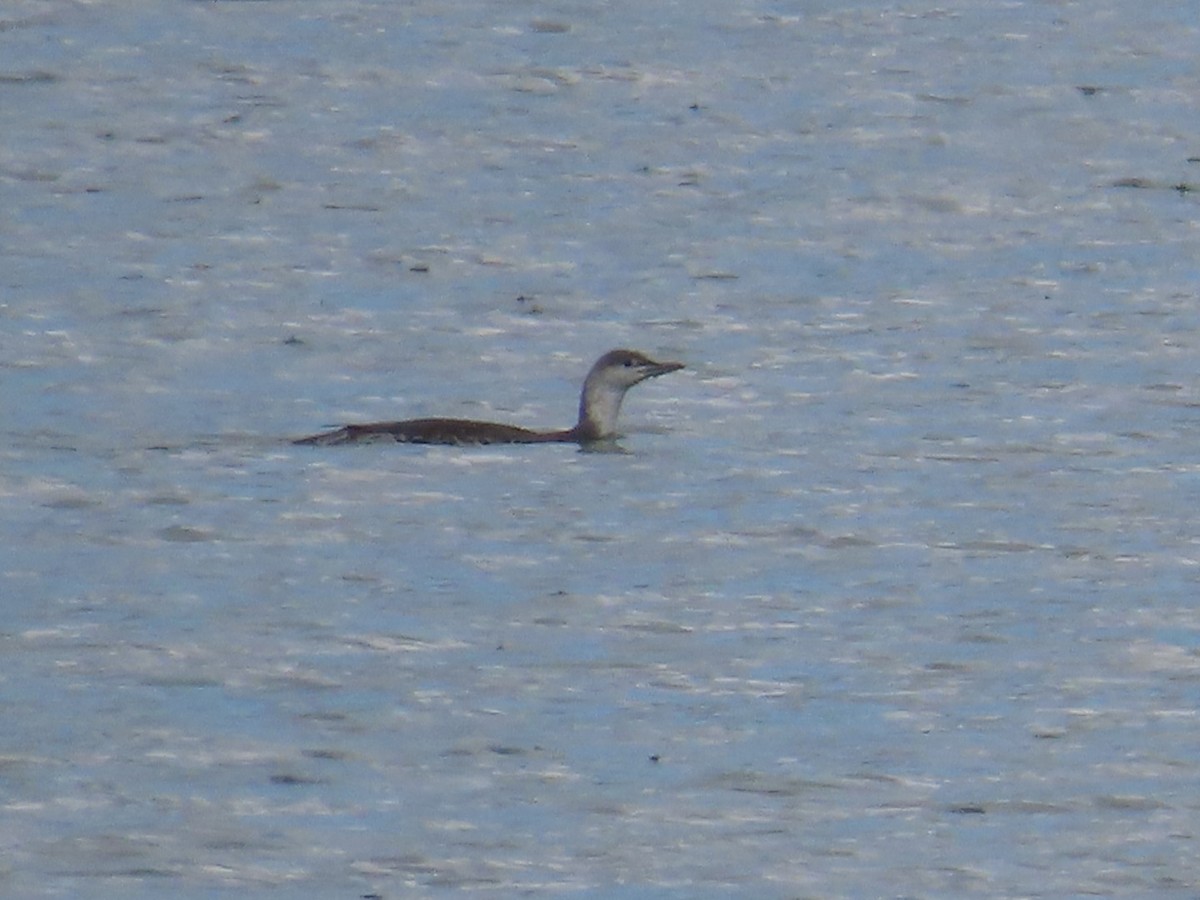 Red-throated Loon - Edward Raynor