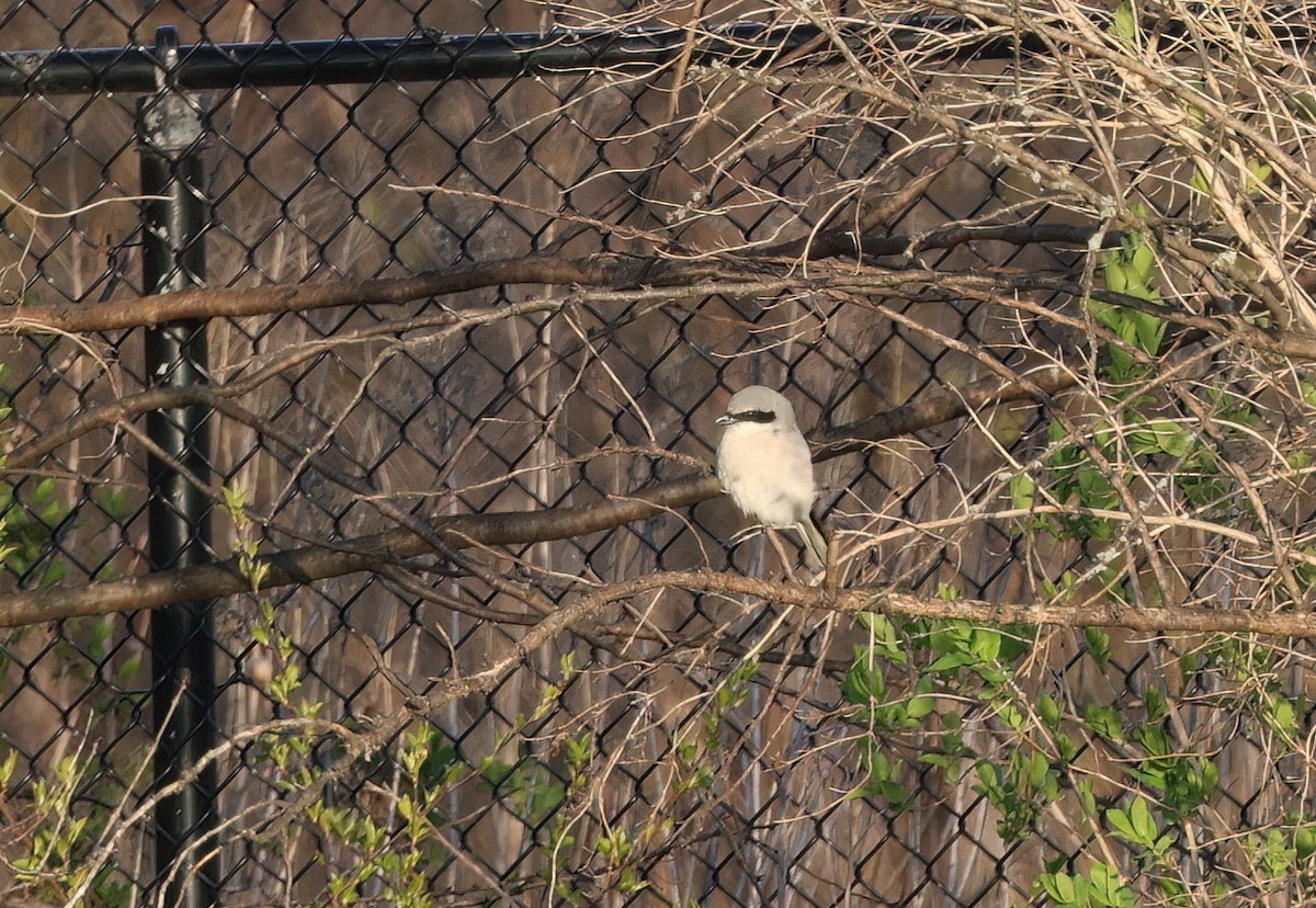 Loggerhead Shrike - Channa Jayasinghe