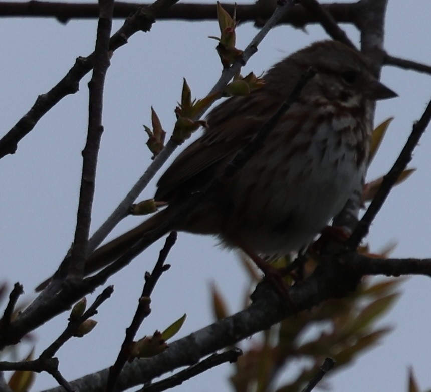 Song Sparrow - burton balkind