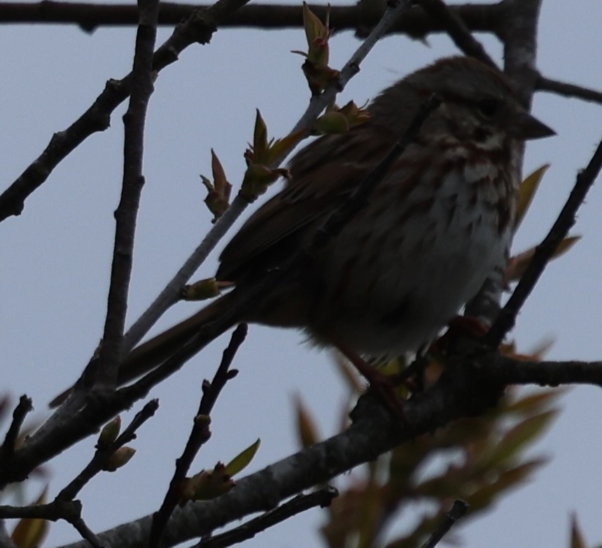 Song Sparrow - ML619108973