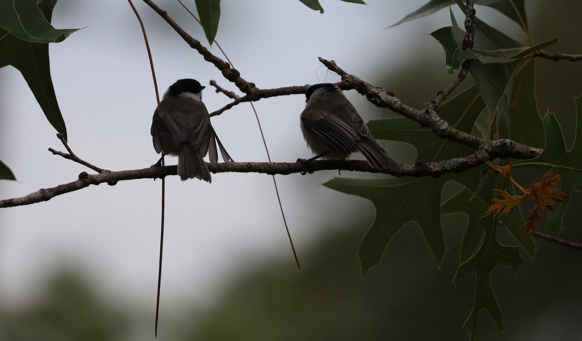 Carolina Chickadee - Sandy Week