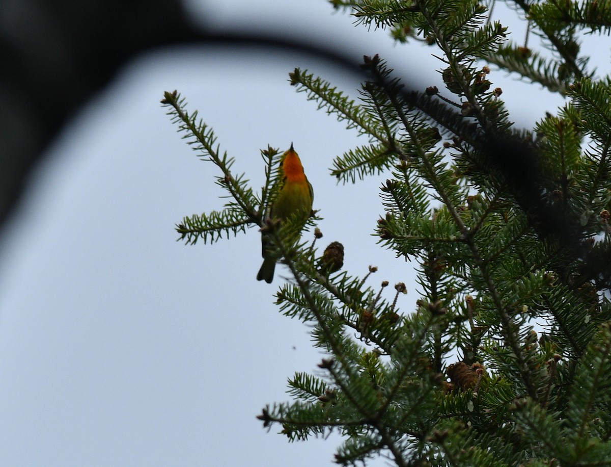 Blackburnian Warbler - ML619108983