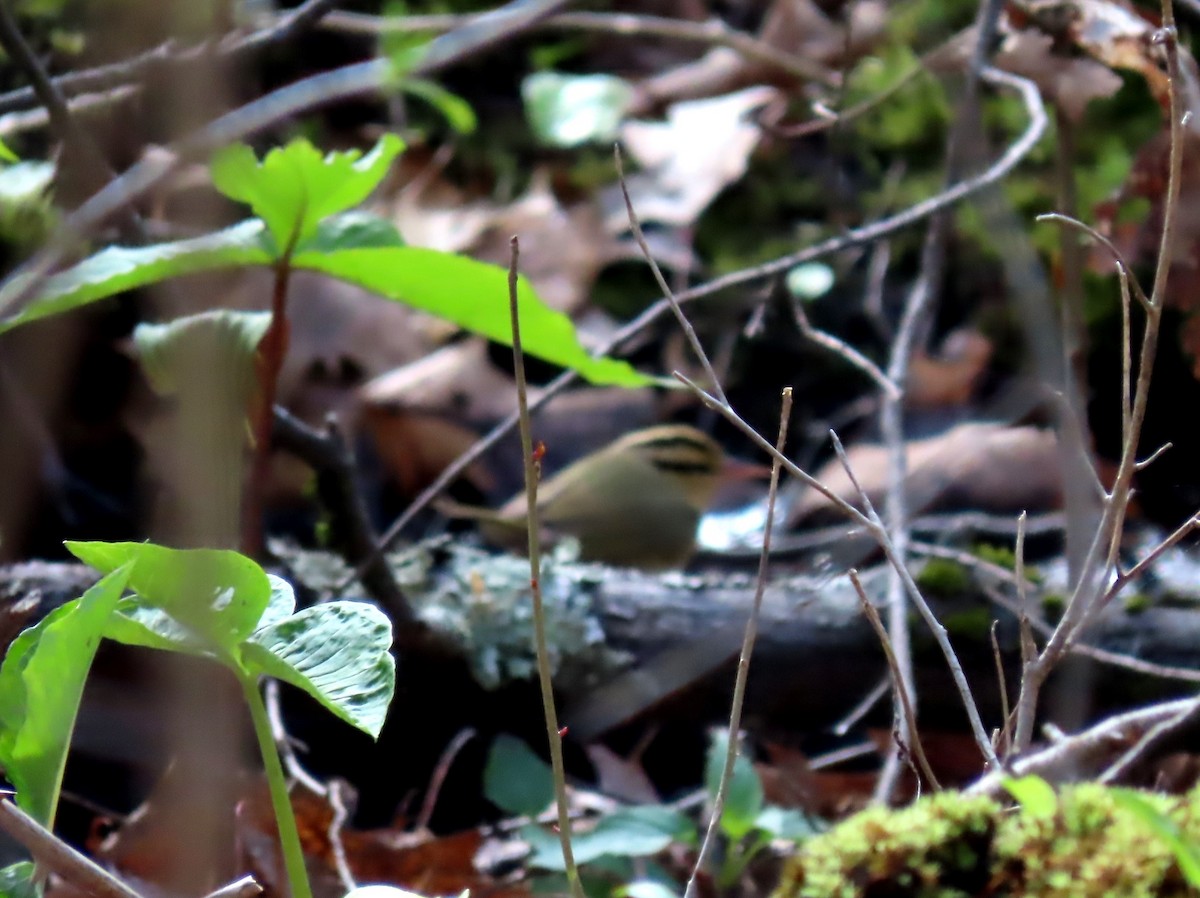 Worm-eating Warbler - Ian Pepper