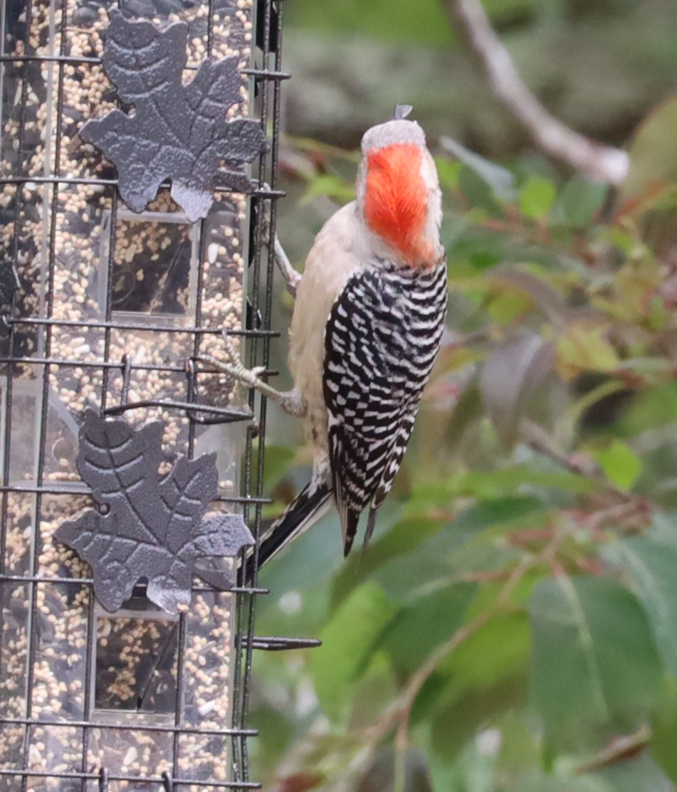 Red-bellied Woodpecker - Sandy Week