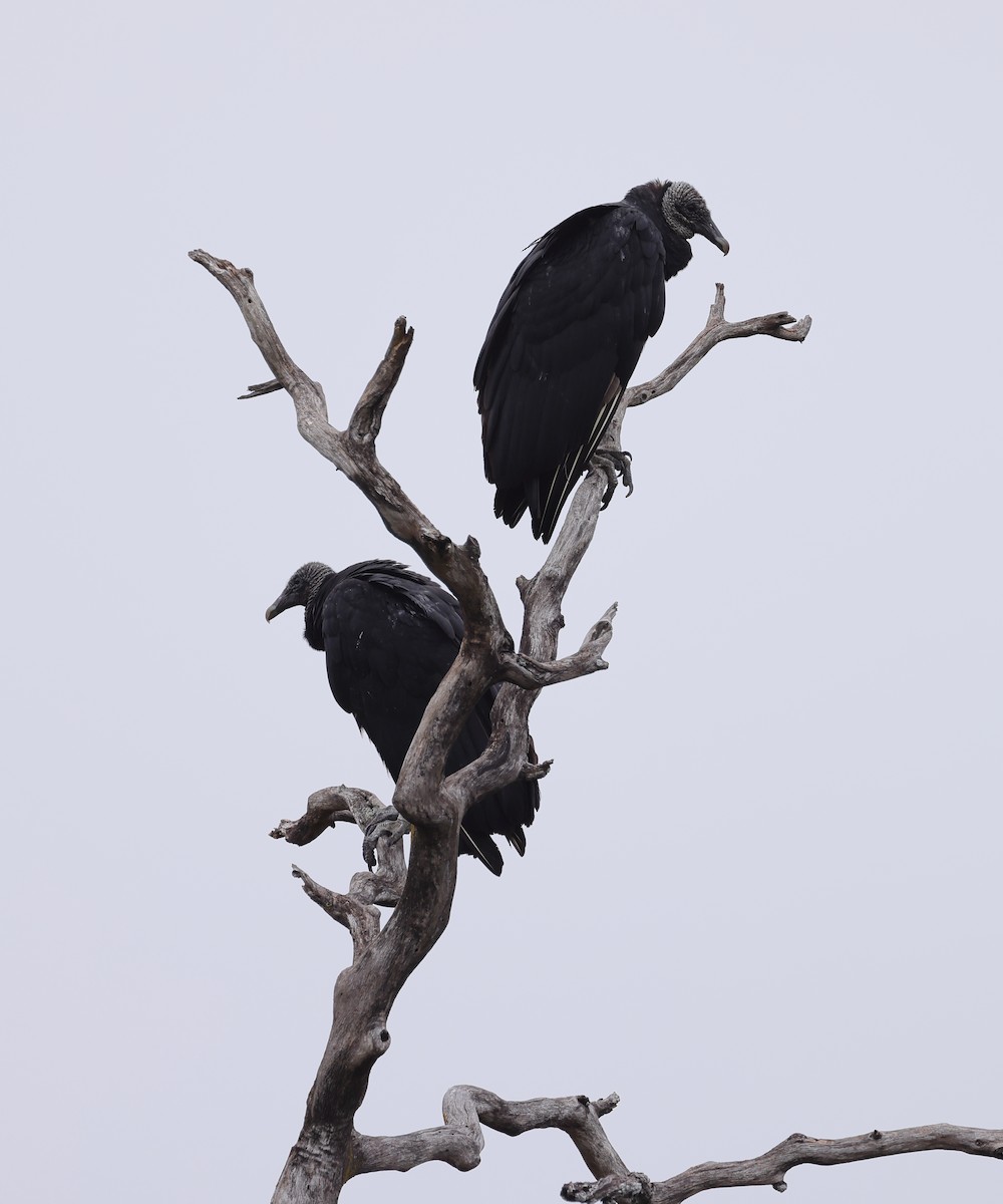 Black Vulture - Fernanda Araujo