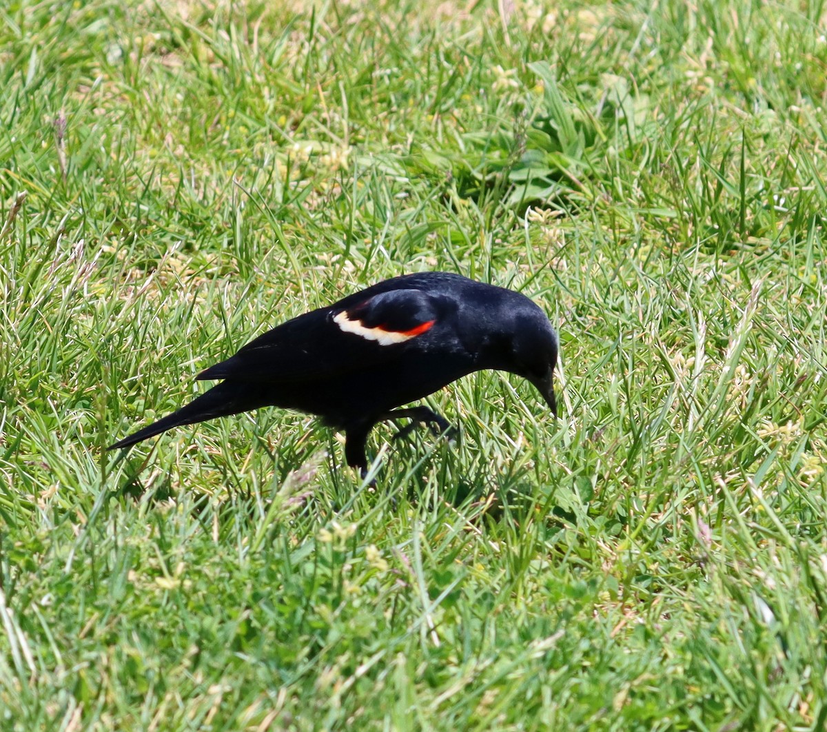 Red-winged Blackbird - ML619109037