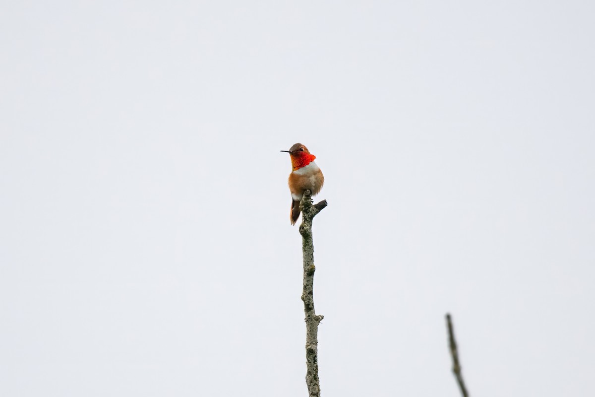 Rufous Hummingbird - Dominic More O’Ferrall