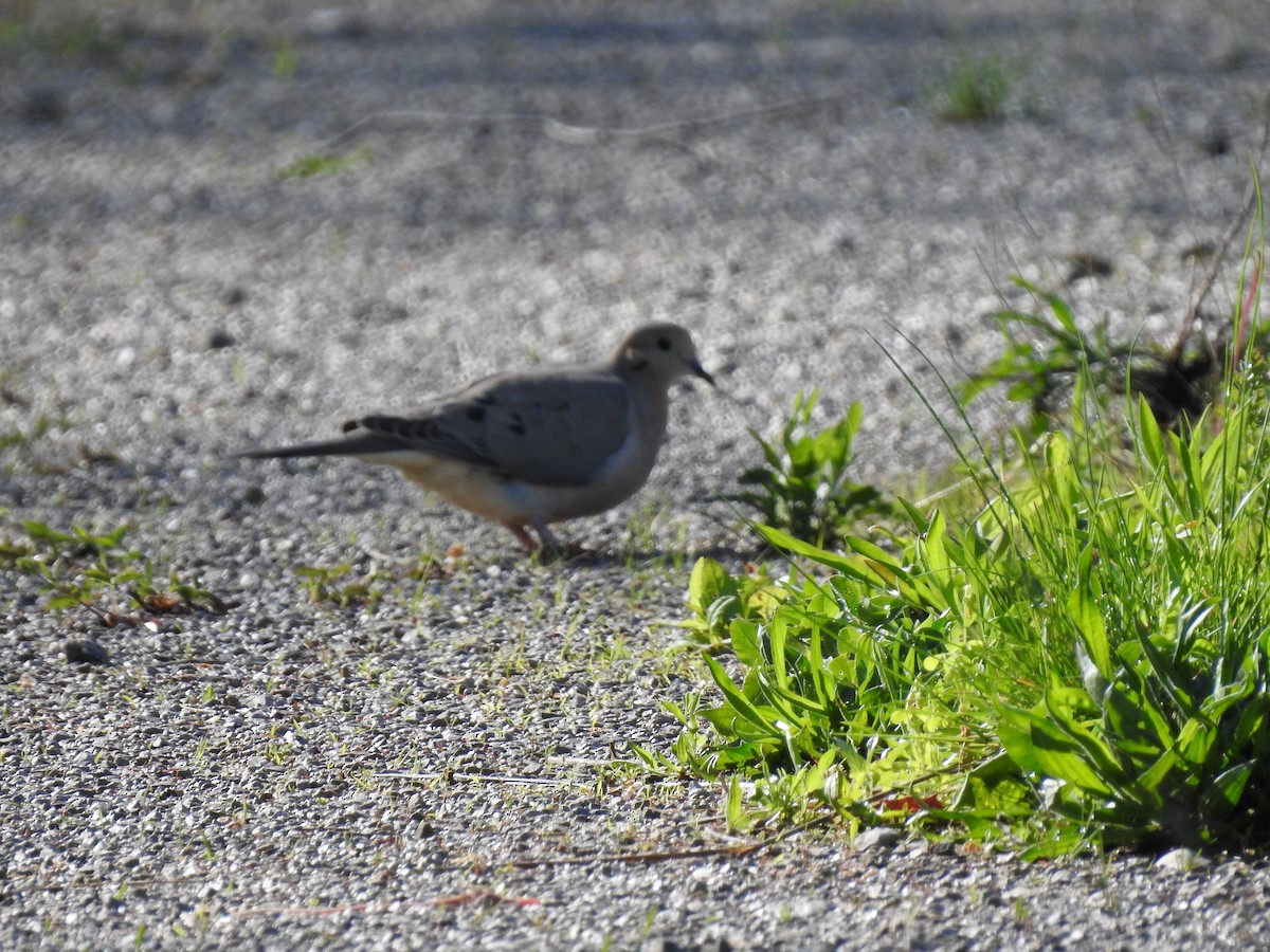 Mourning Dove - Danielle Hawkins