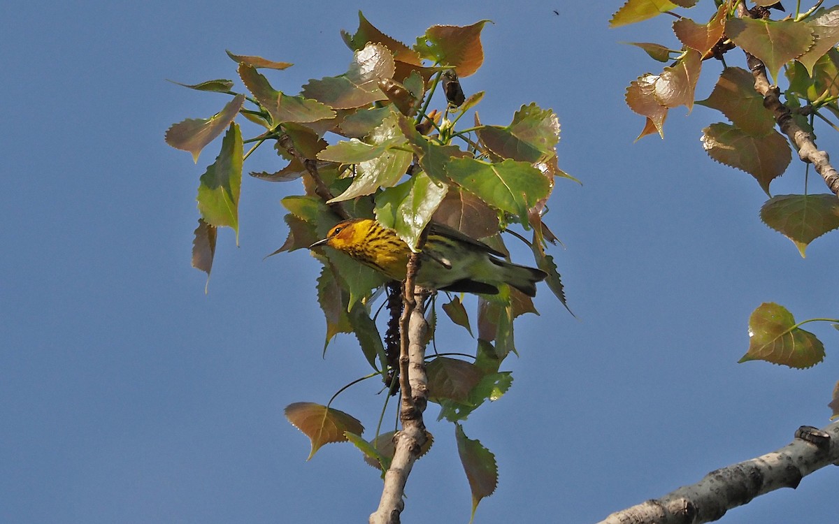 Cape May Warbler - Gordon Johnston