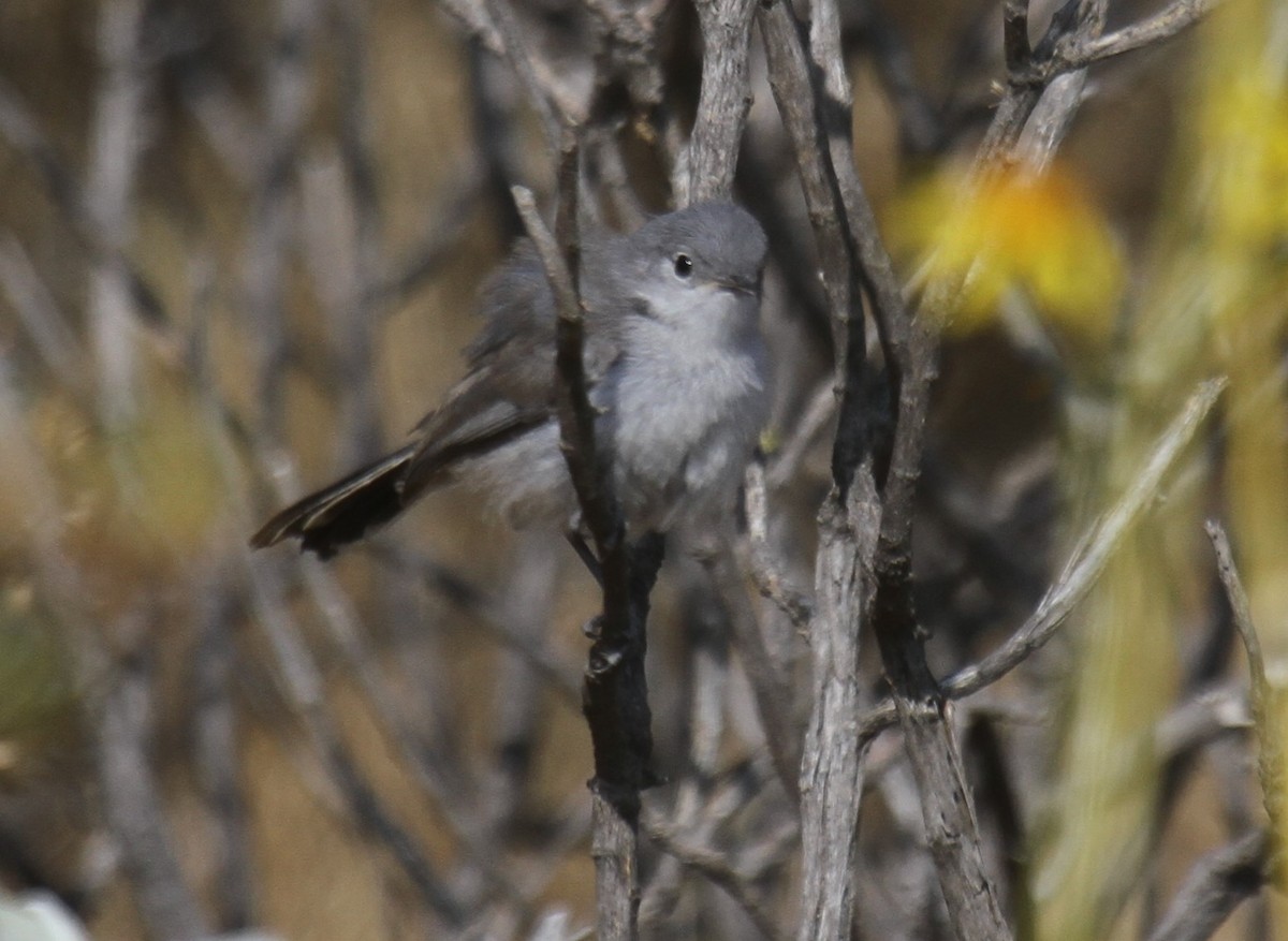 California Gnatcatcher - Jenny Iyer