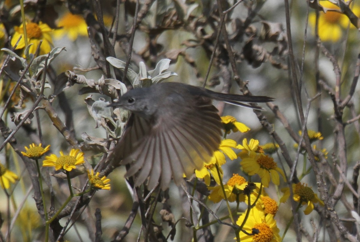 California Gnatcatcher - Jenny Iyer