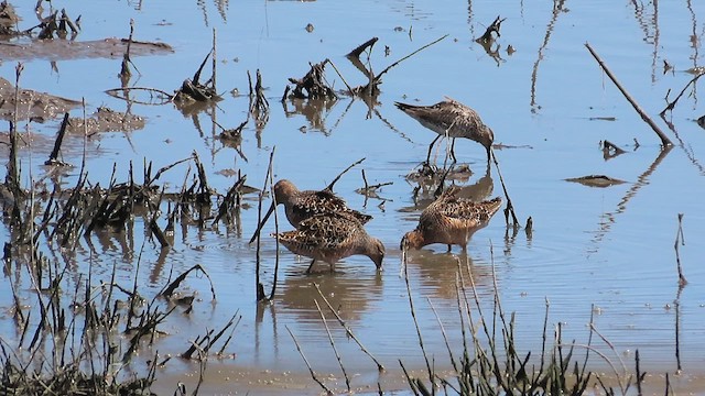 Short-billed/Long-billed Dowitcher - ML619109055