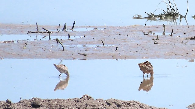 Short-billed/Long-billed Dowitcher - ML619109060