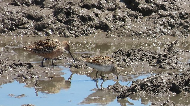 Short-billed/Long-billed Dowitcher - ML619109065