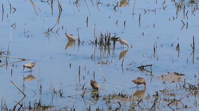 Short-billed/Long-billed Dowitcher - ML619109066