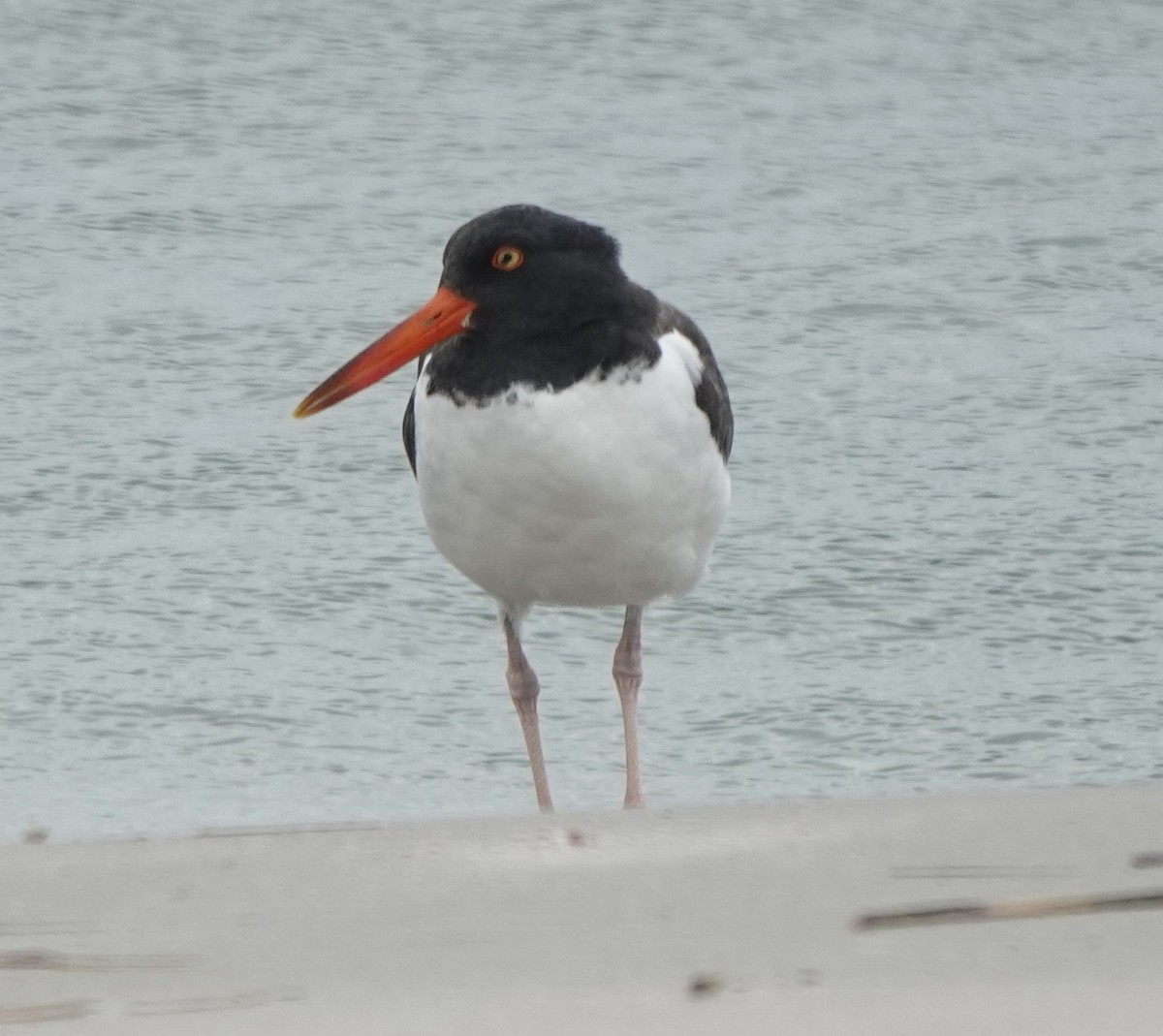 American Oystercatcher - B Maguire