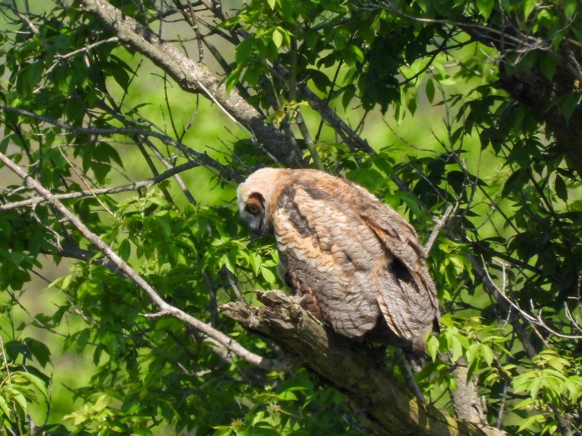 Great Horned Owl - Ellen Star