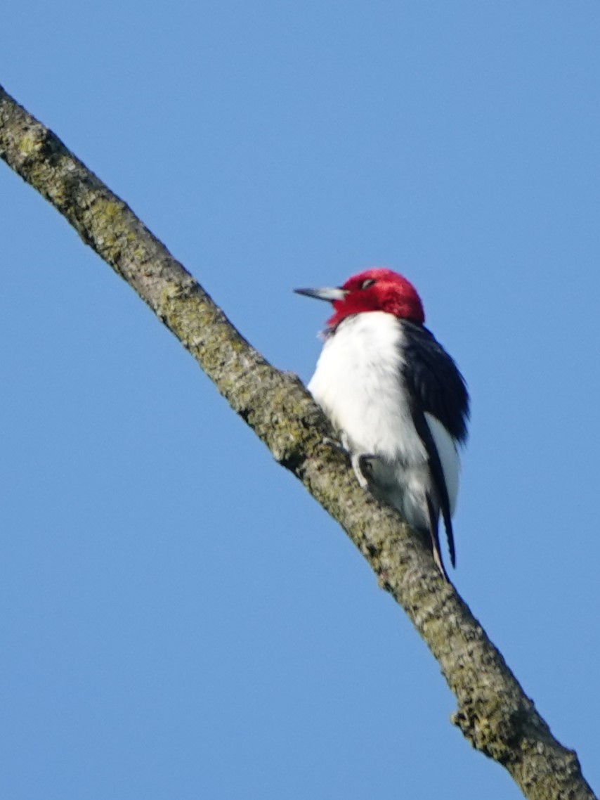 Red-headed Woodpecker - Doug Johnson