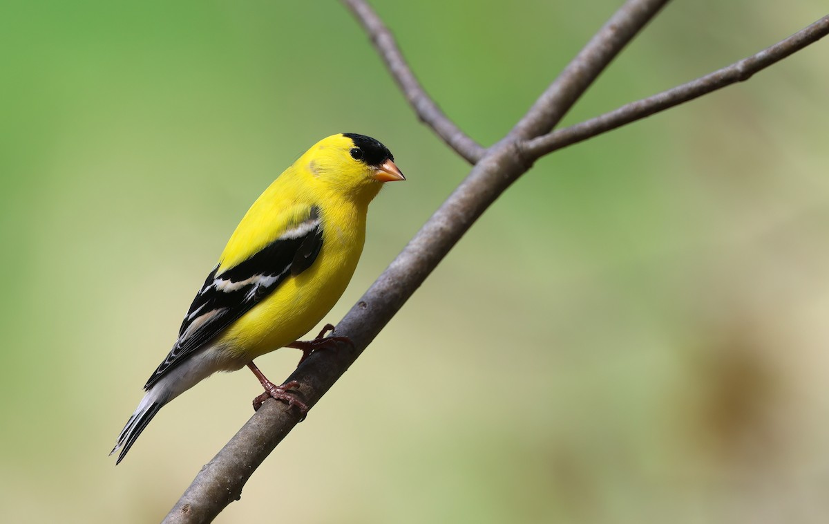 American Goldfinch - Channa Jayasinghe