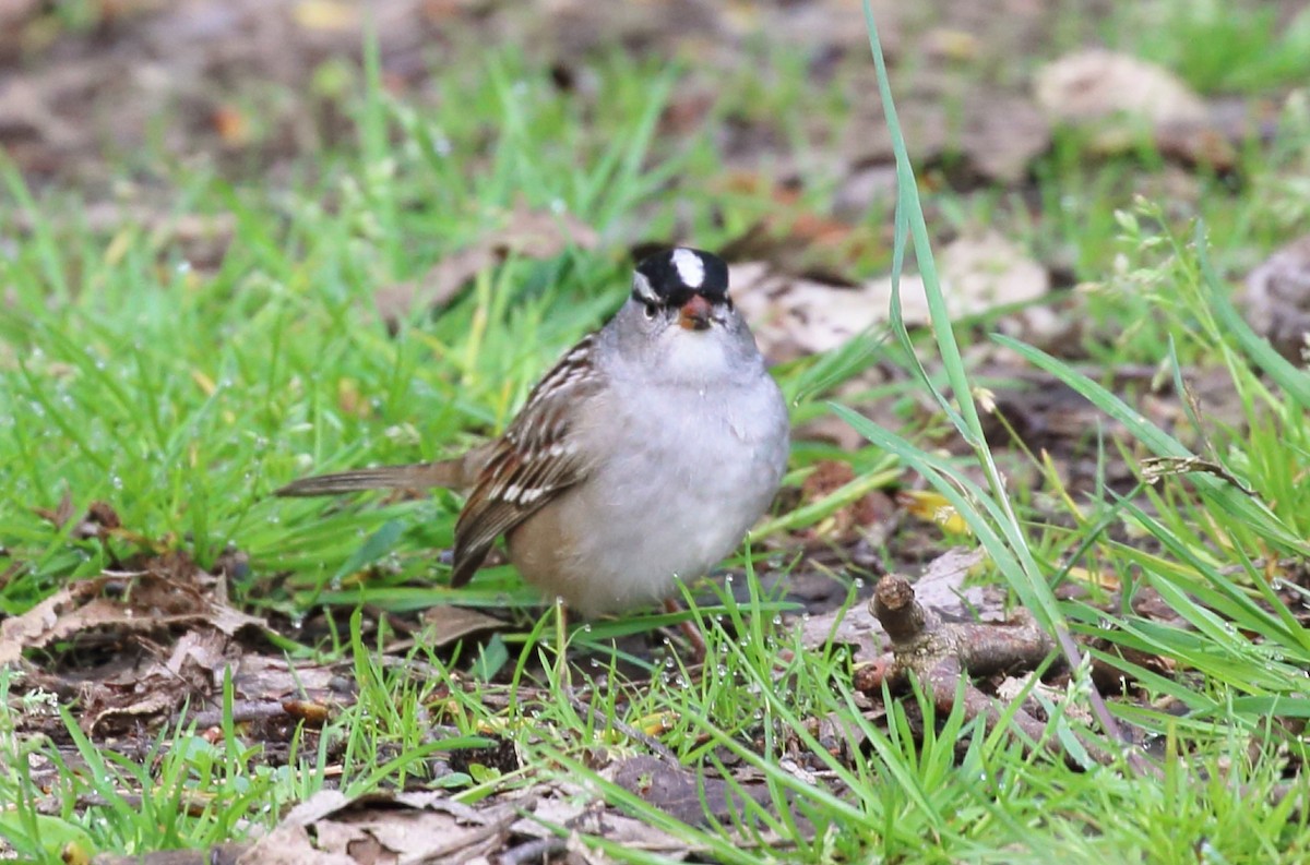 White-crowned Sparrow - Kim Weeks