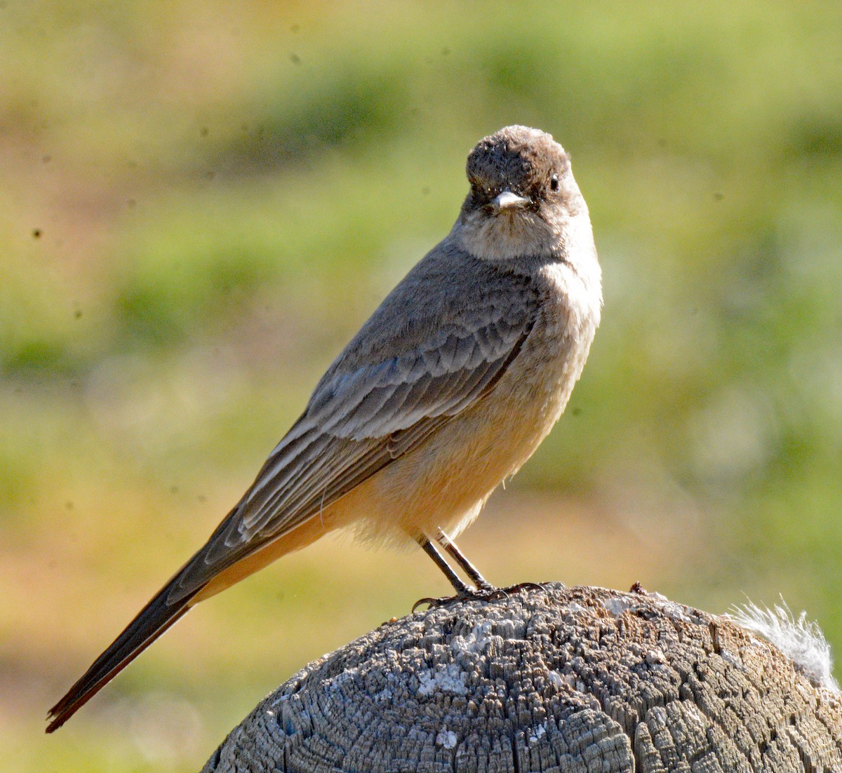 Say's Phoebe - Michael J Good