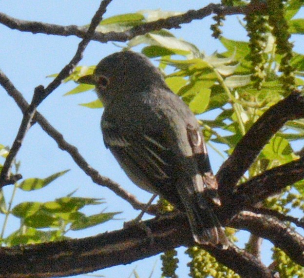 Plumbeous Vireo - Michael J Good