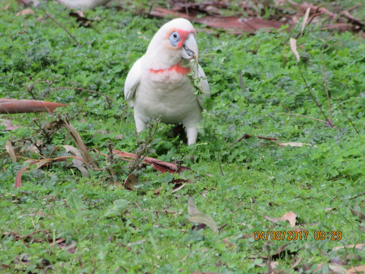 Long-billed Corella - Trevor Ross