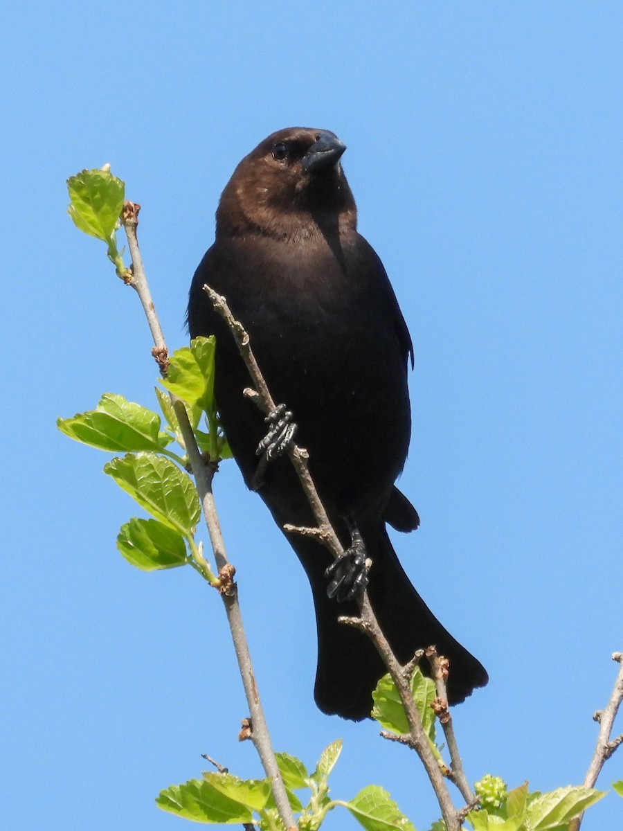 Brown-headed Cowbird - Ellen Star