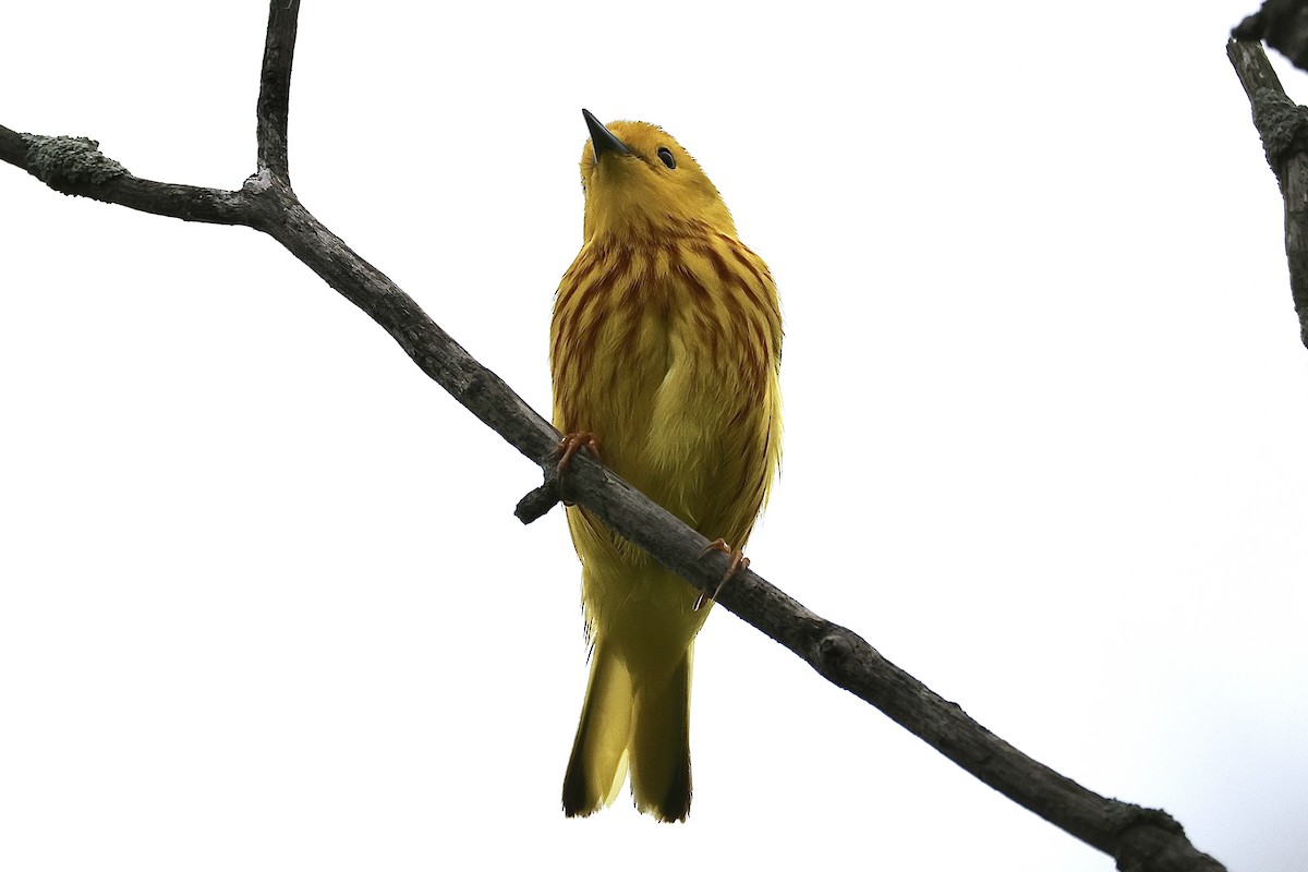 Yellow Warbler - Joanne Morrissey