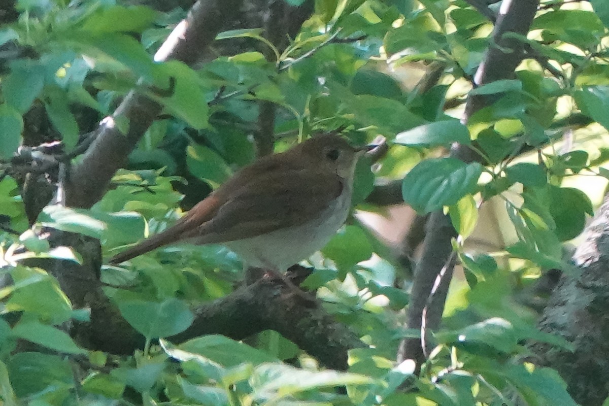 Veery - Doug Johnson