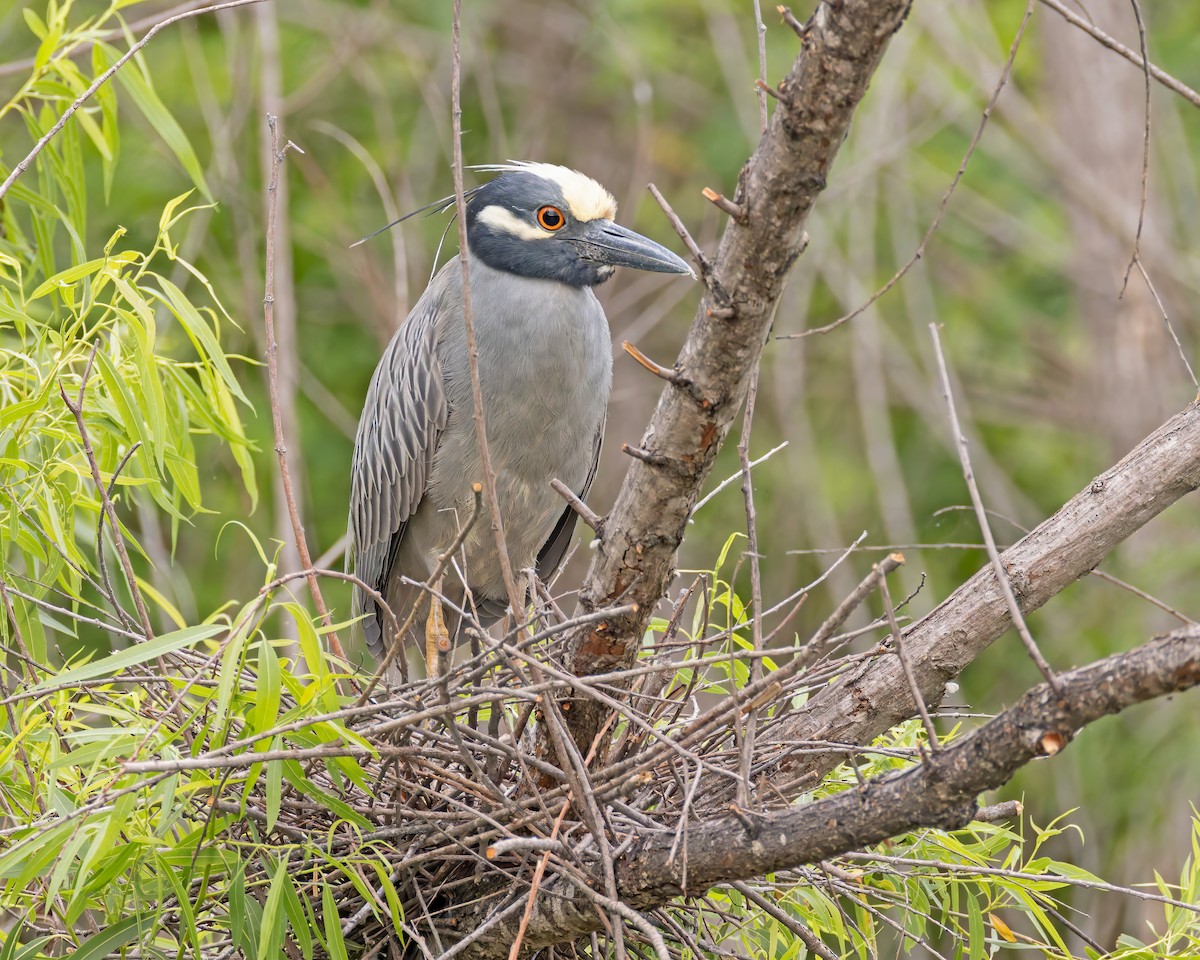 Yellow-crowned Night Heron - Mark & Teri McClelland