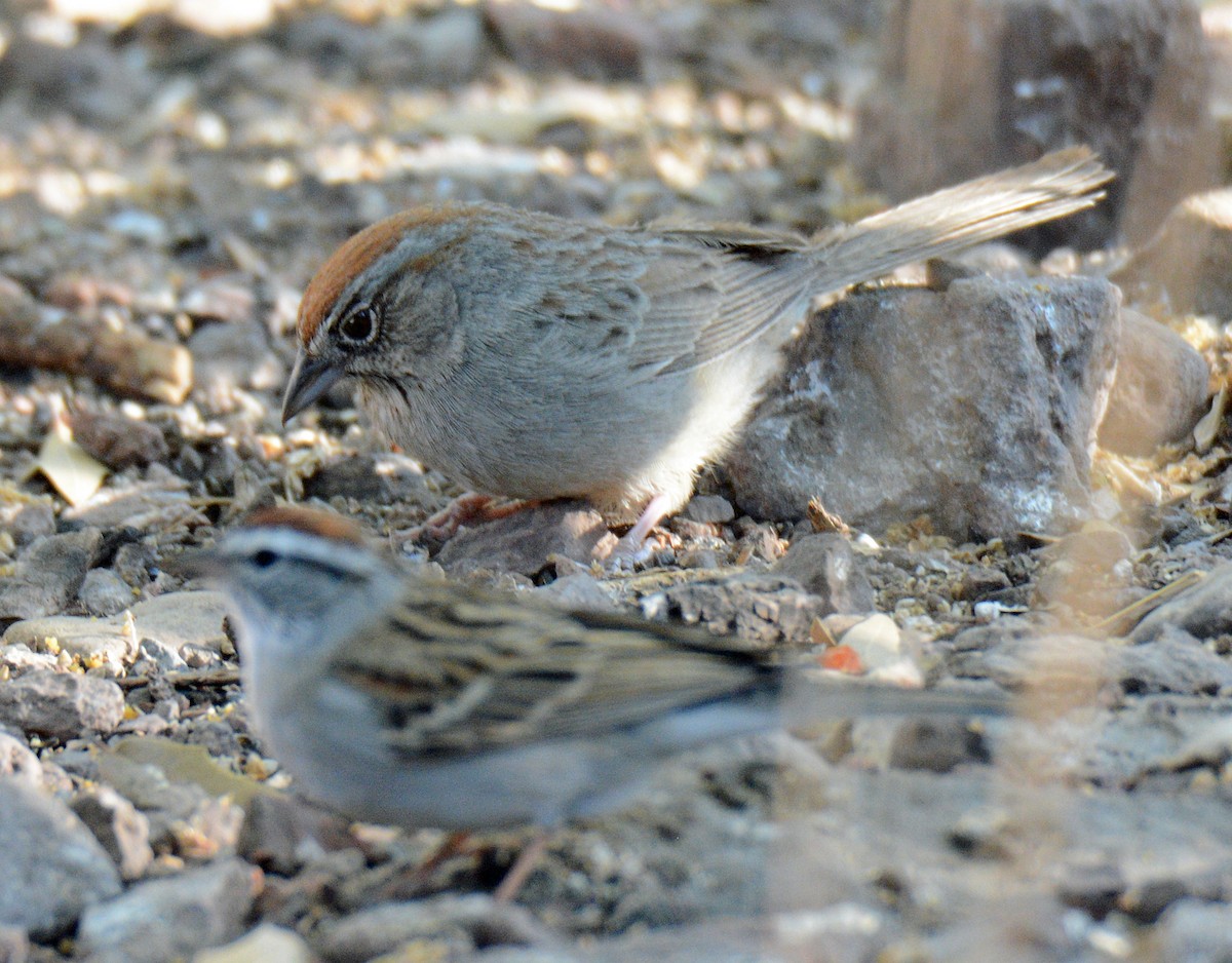 Rufous-crowned Sparrow - Michael J Good