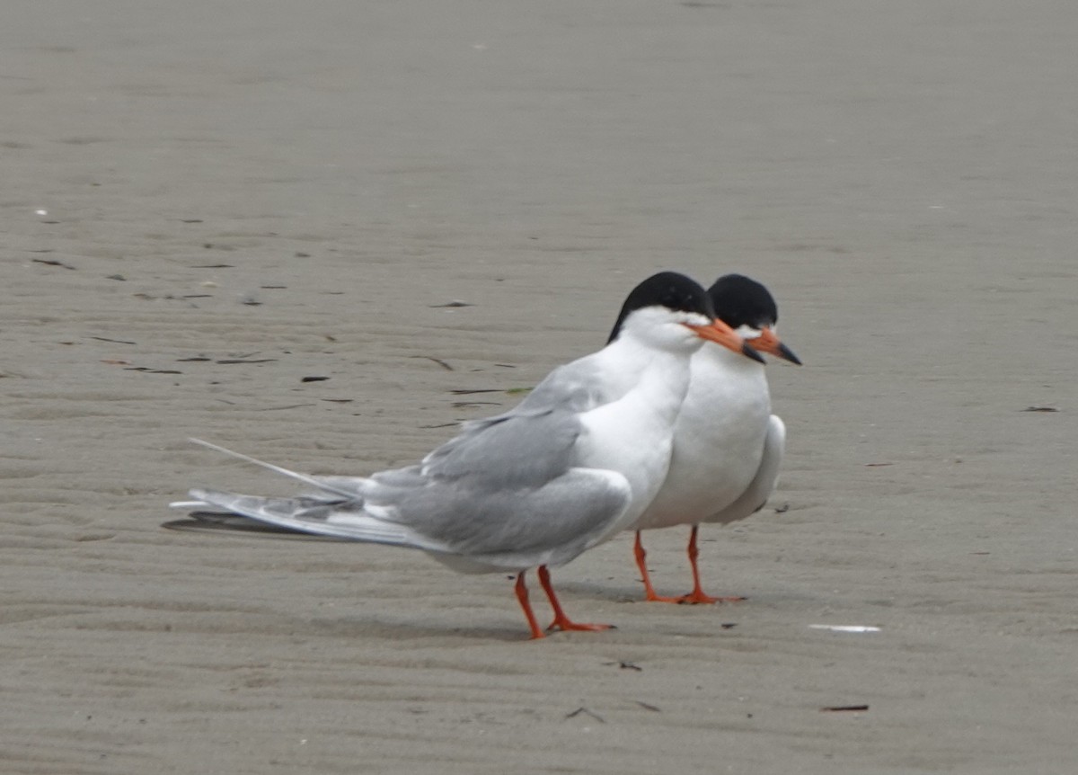 Forster's Tern - B Maguire