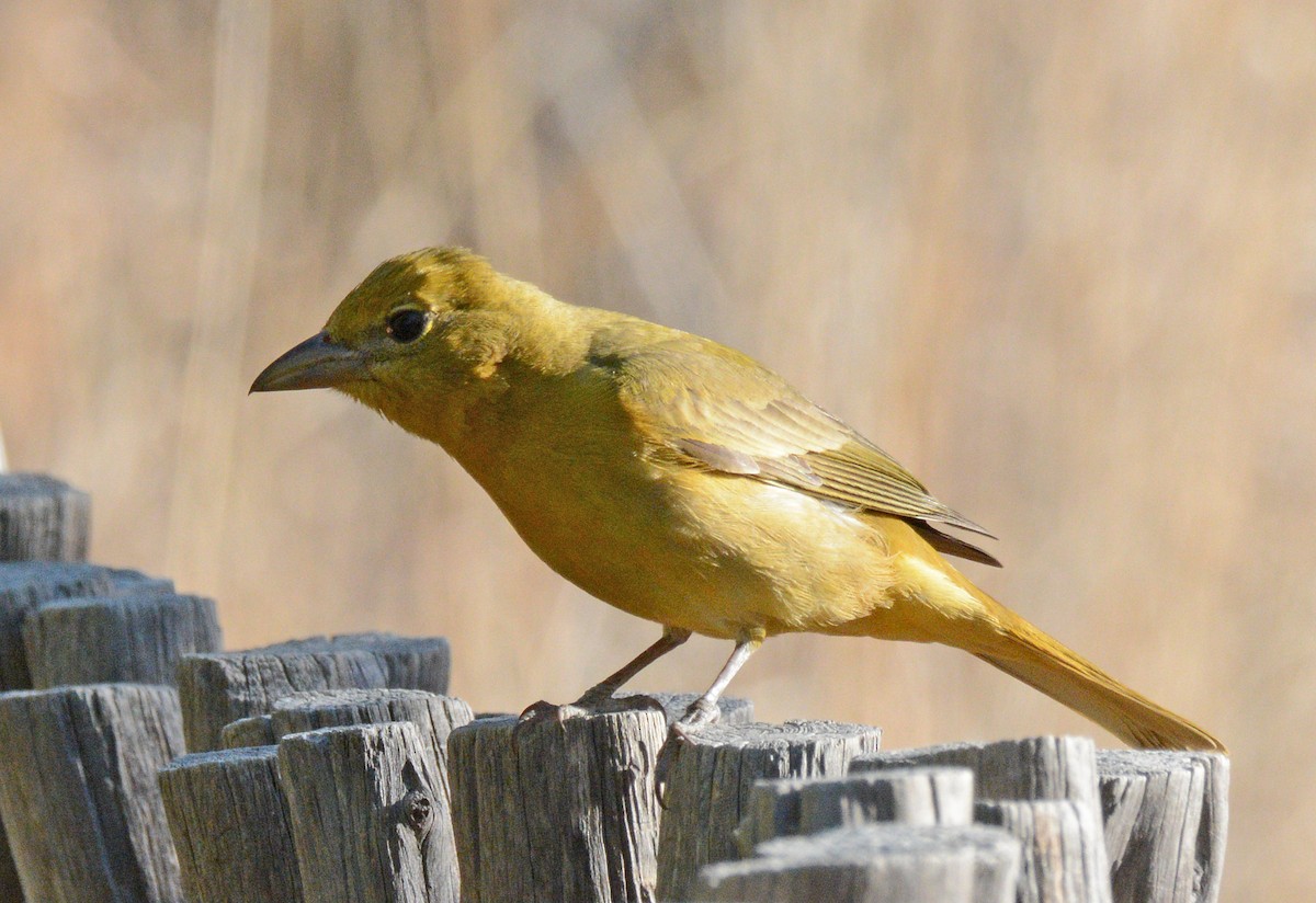 Summer Tanager - Michael J Good