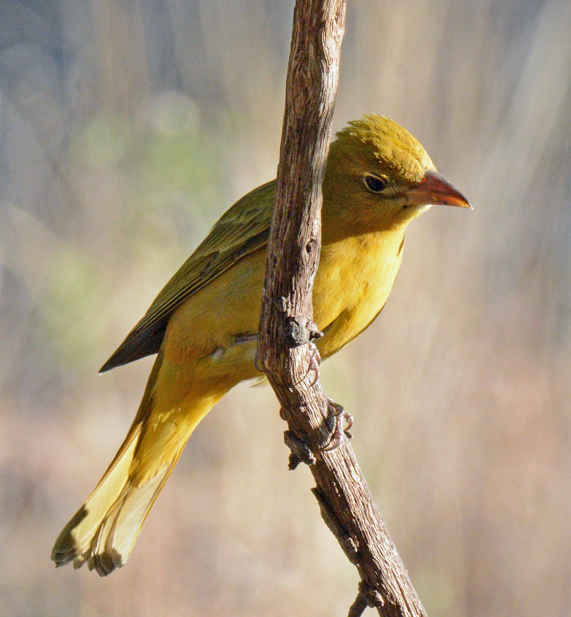 Summer Tanager - Michael J Good