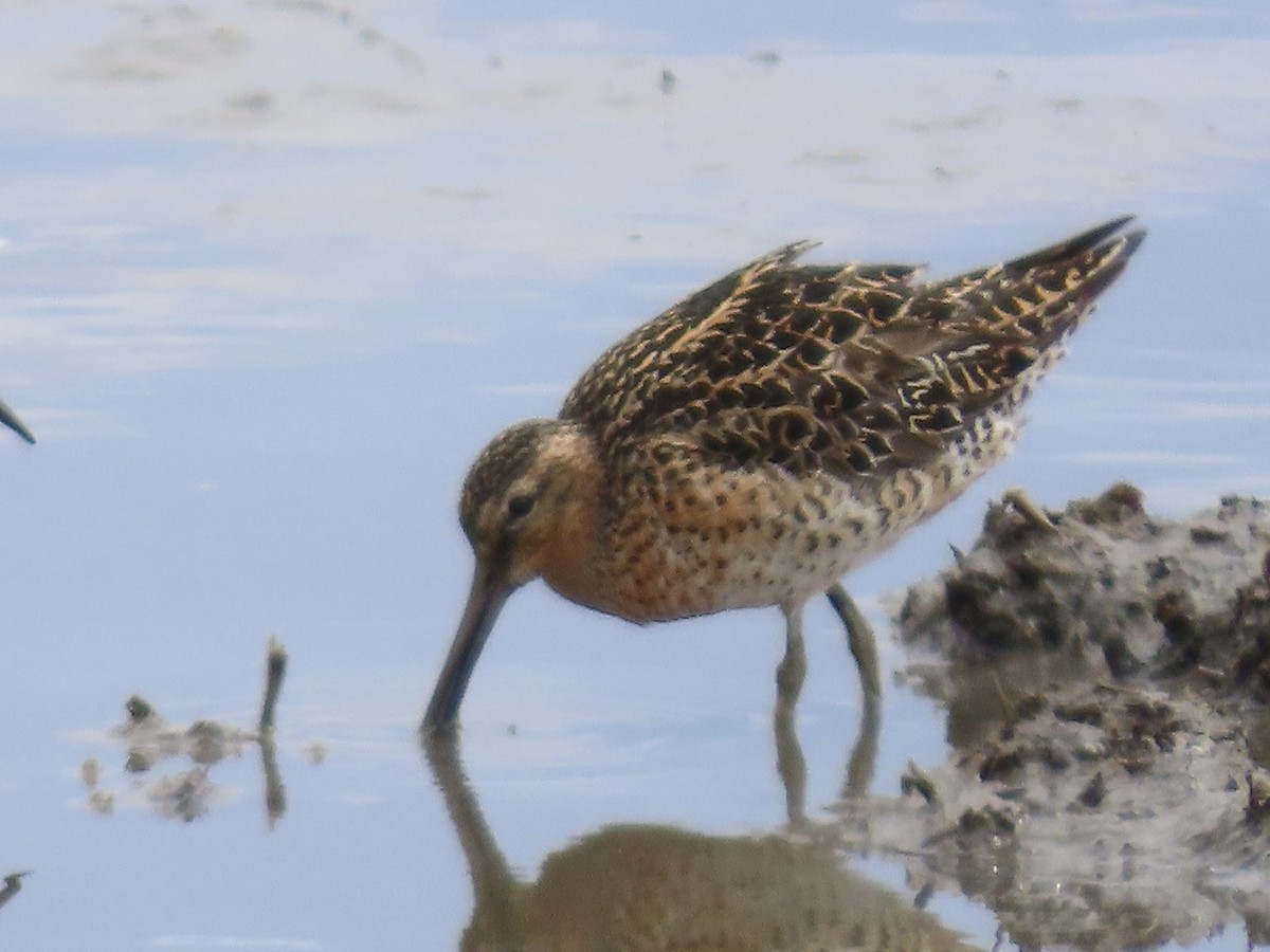 Short-billed Dowitcher - Tim Carney