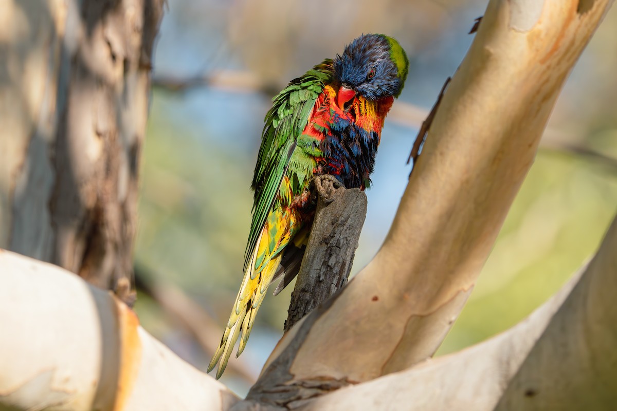 Rainbow Lorikeet - Gary Dickson