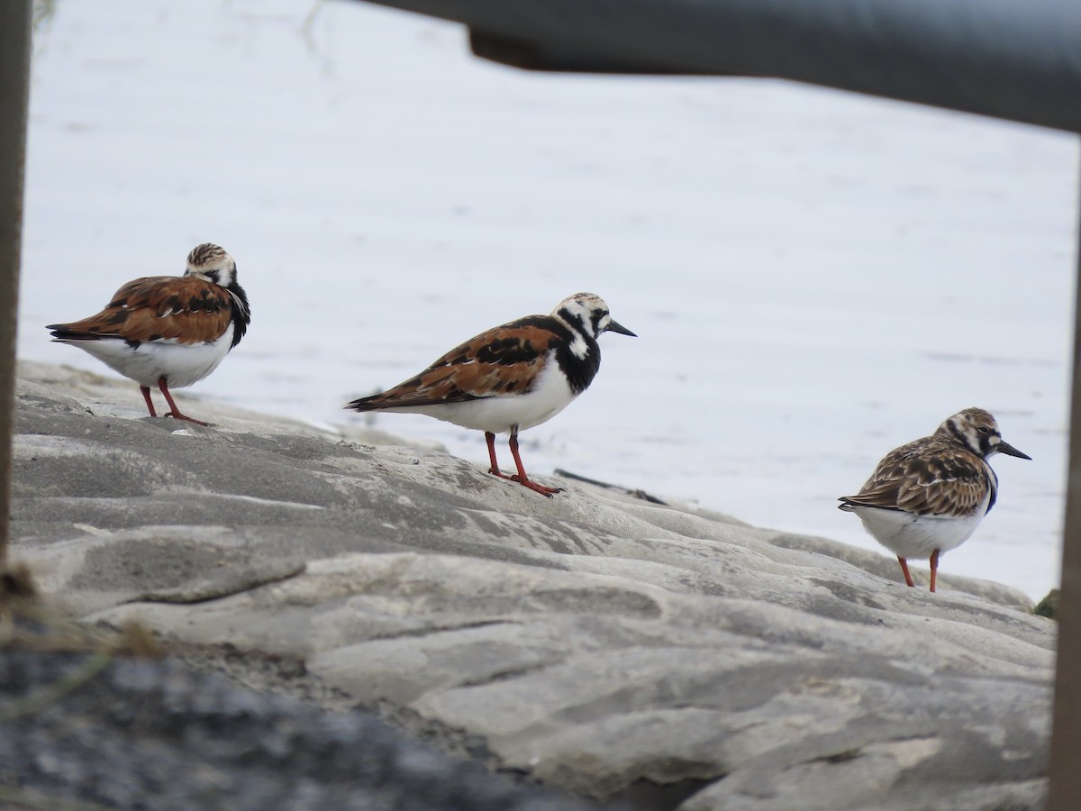 Ruddy Turnstone - Tim Carney