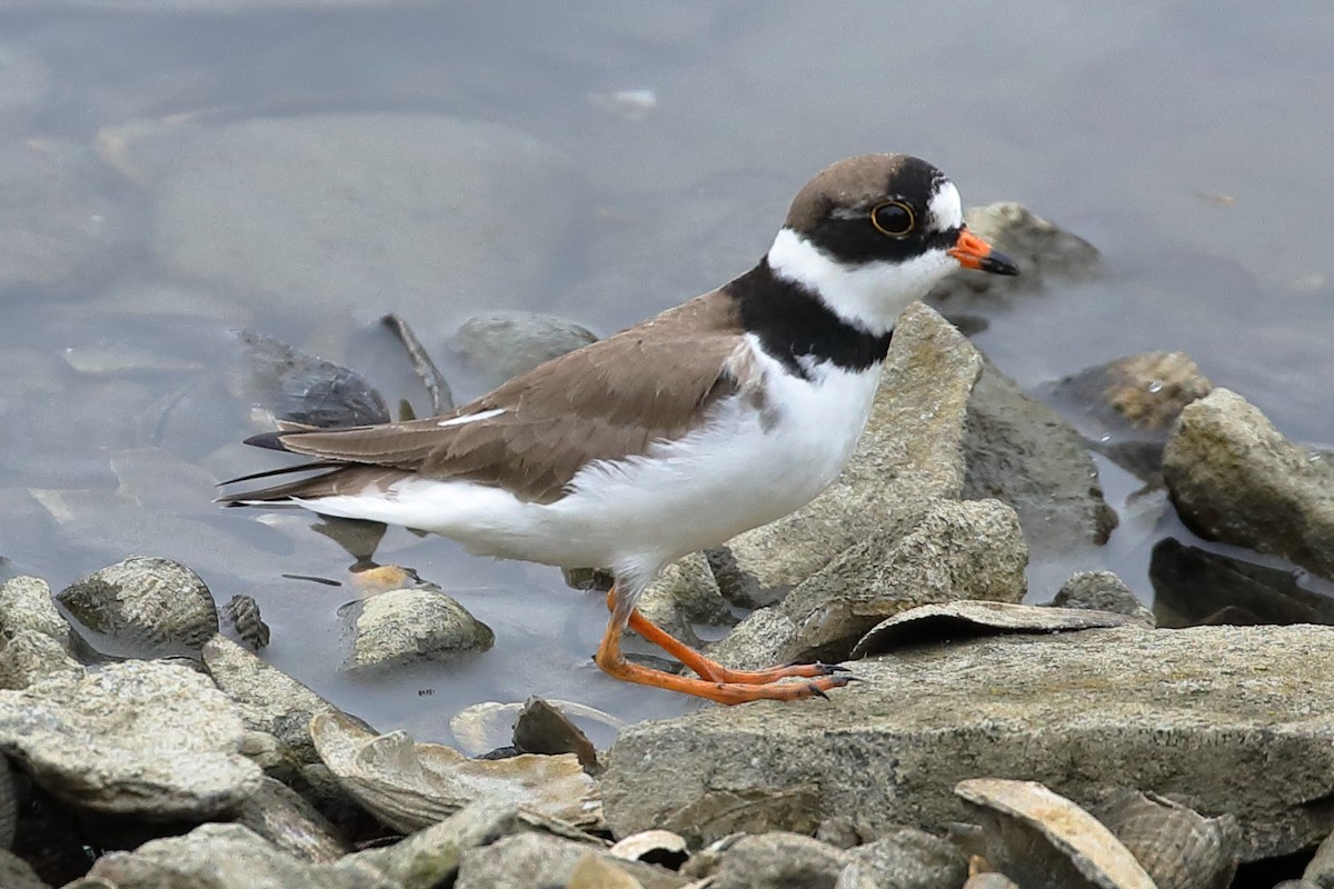 Semipalmated Plover - ML619109311