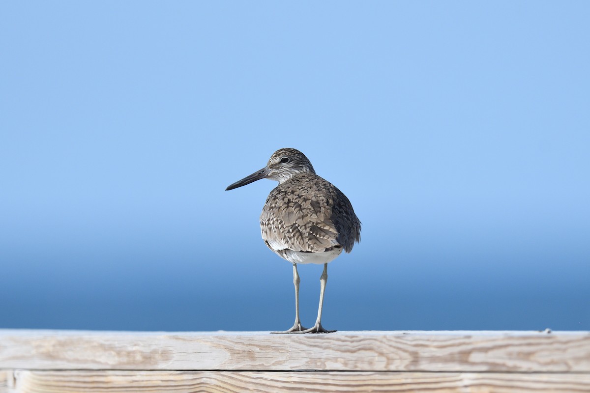 Willet (Eastern) - terence zahner