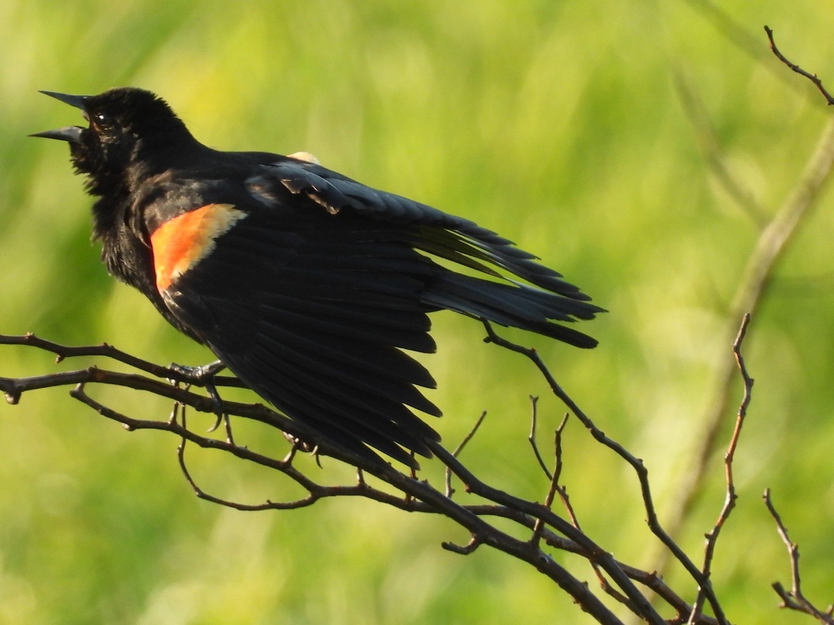 Red-winged Blackbird - Regina McNulty