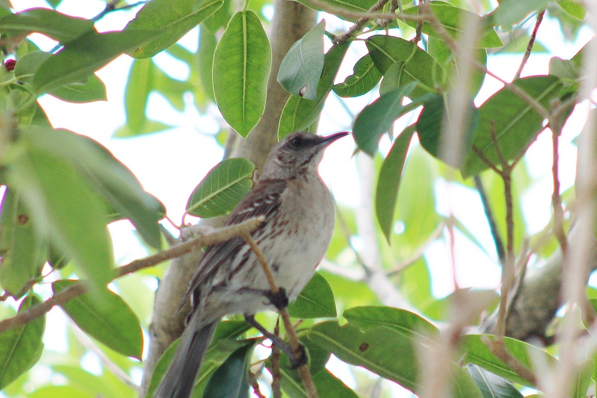 Bahama Mockingbird - dean garvin