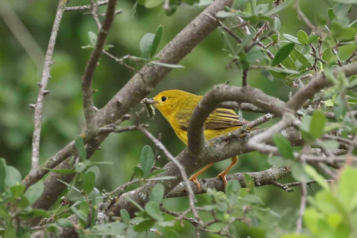 Yellow Warbler - ML619109363