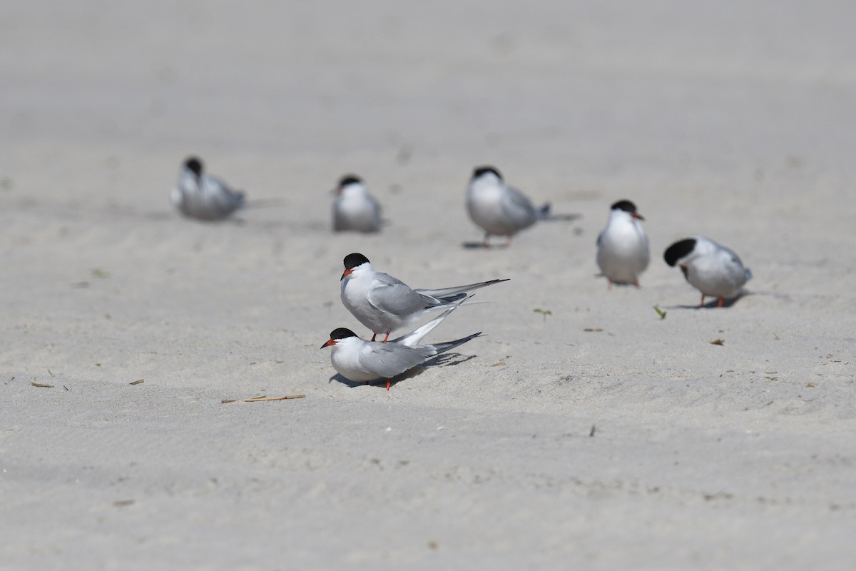 Common Tern - terence zahner