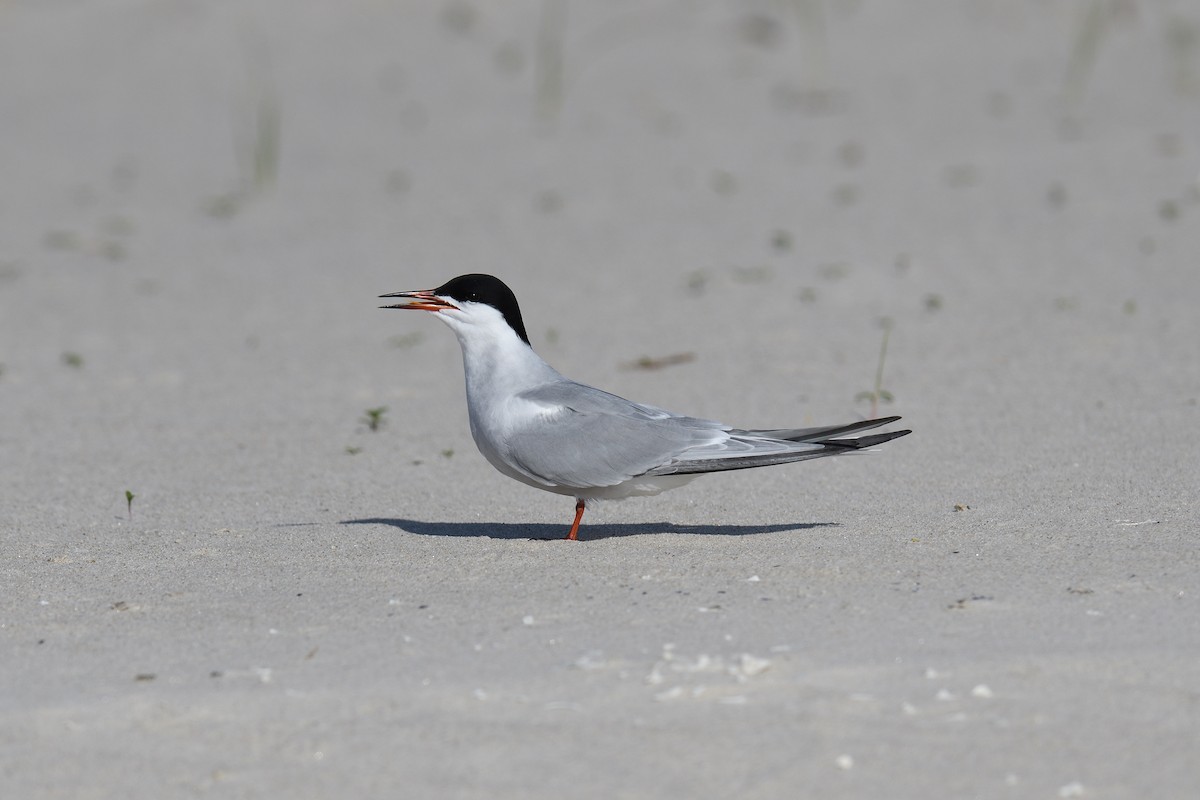 Common Tern - terence zahner