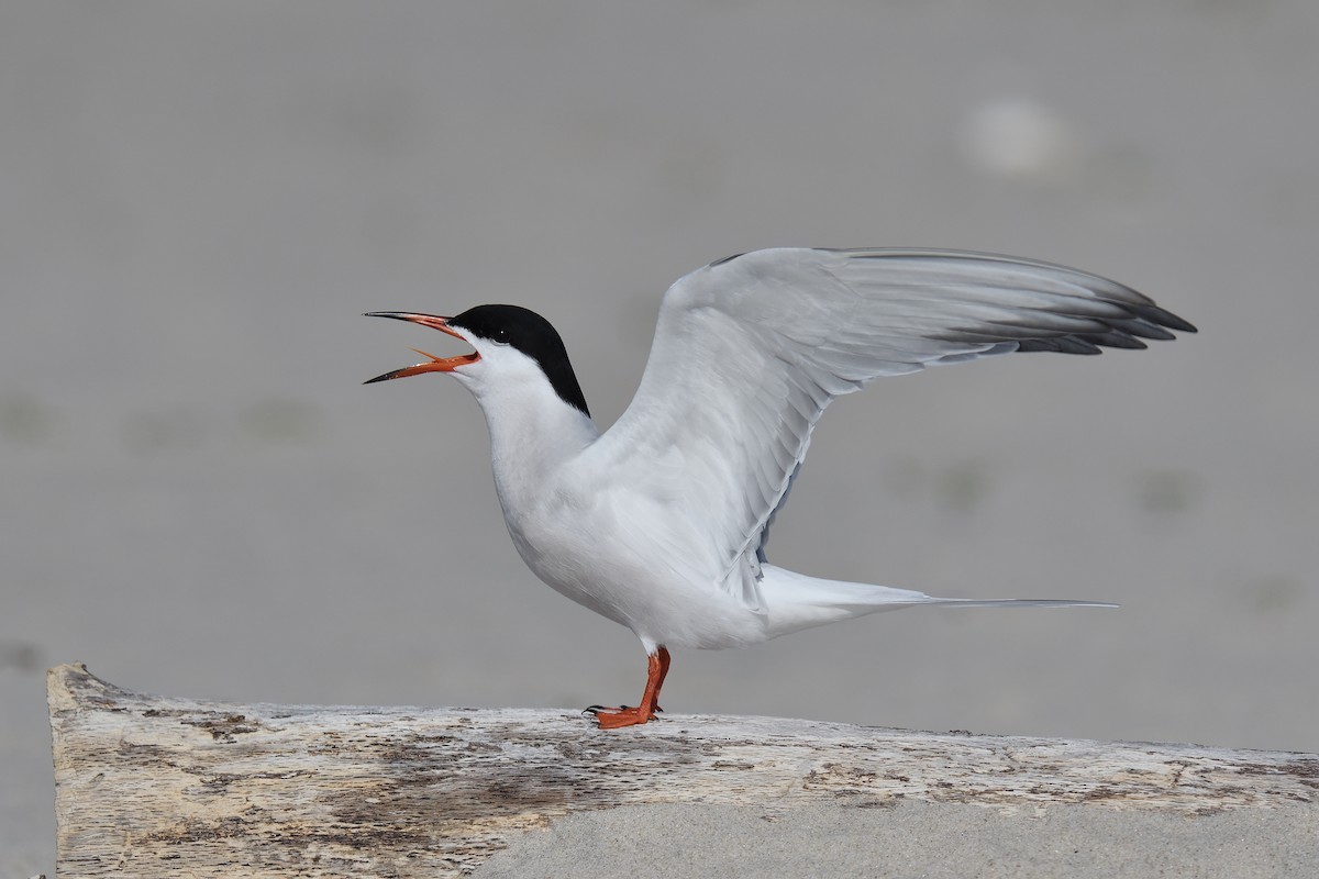 Common Tern - terence zahner