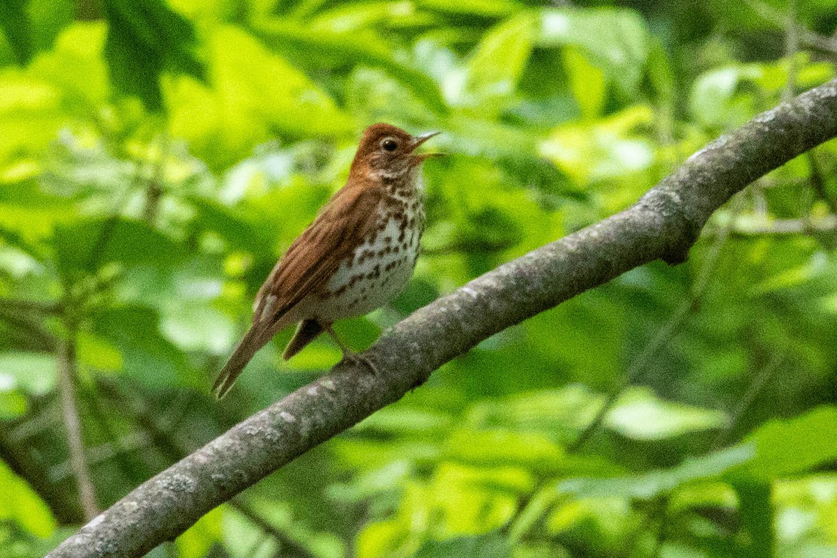 Wood Thrush - Rebecca Fabbro