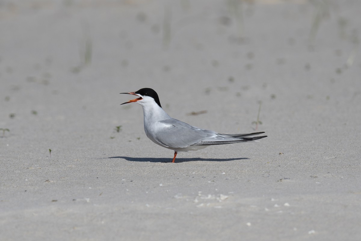 Common Tern - terence zahner